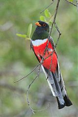 Elegant Trogon